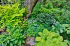 USA, Washington State, Sammamish. Growing hosta in garden Art Print